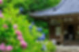岩船寺の紫陽花