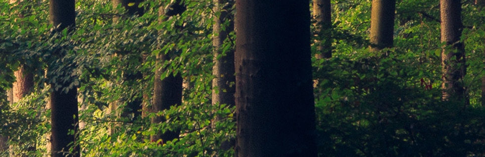 Forêt