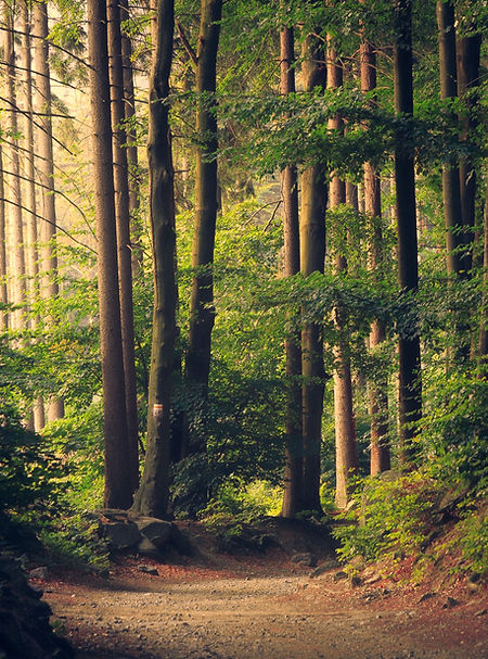 Der Wald, der immer einen Weg aufzeigt
