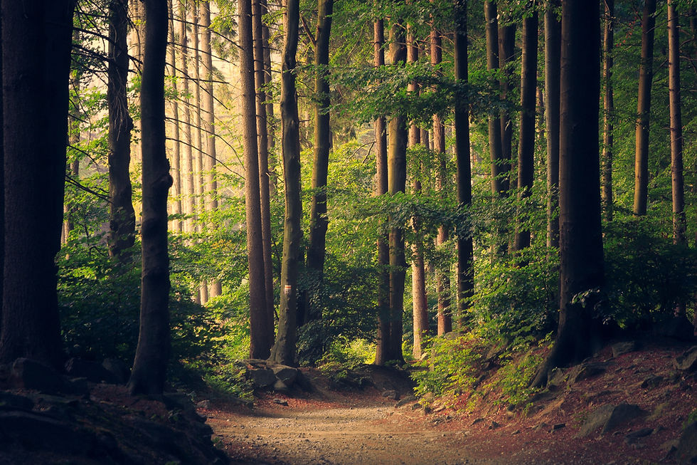 Scène du sentier forestier