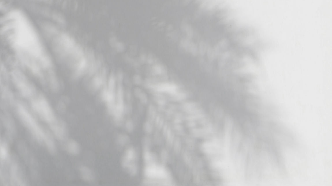 Palm Shadows