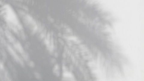 Palm Shadows