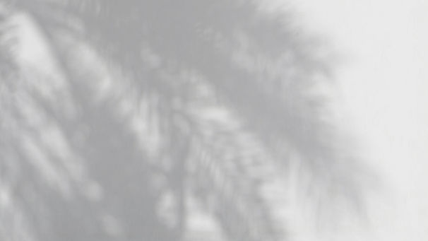 Palm Shadows