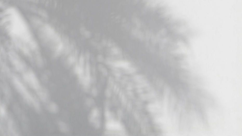 Palm Leaves Shadow