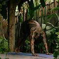 Yoga In Tropical Setting