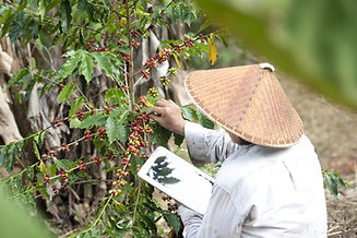 Des agriculteurs vietnamiens ramassent des grains de café dans un jardin.