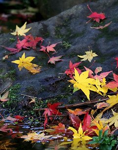 Autumn River Leaves