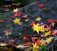 川辺の紅葉