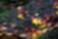Autumn River Leaves