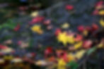 colorful fall leaves on the ground