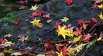 川辺の紅葉