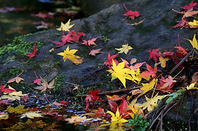 Autumn River Leaves