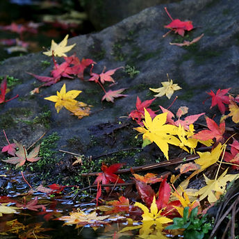 Autumn River Leaves