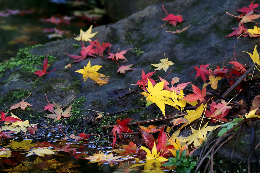 川辺の紅葉
