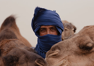 Man With Camels