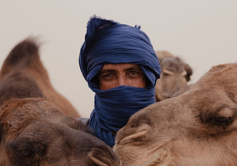 Herd of Camels