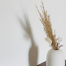 Dry Plants