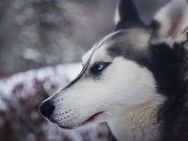 Target Audience Profiling