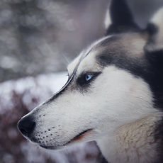 Hund