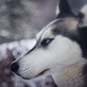 Target Audience Profiling