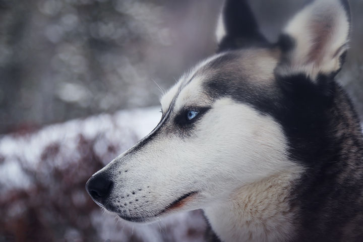 Dog