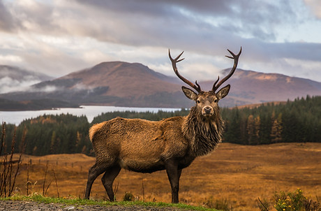 Wild Scottish Stag