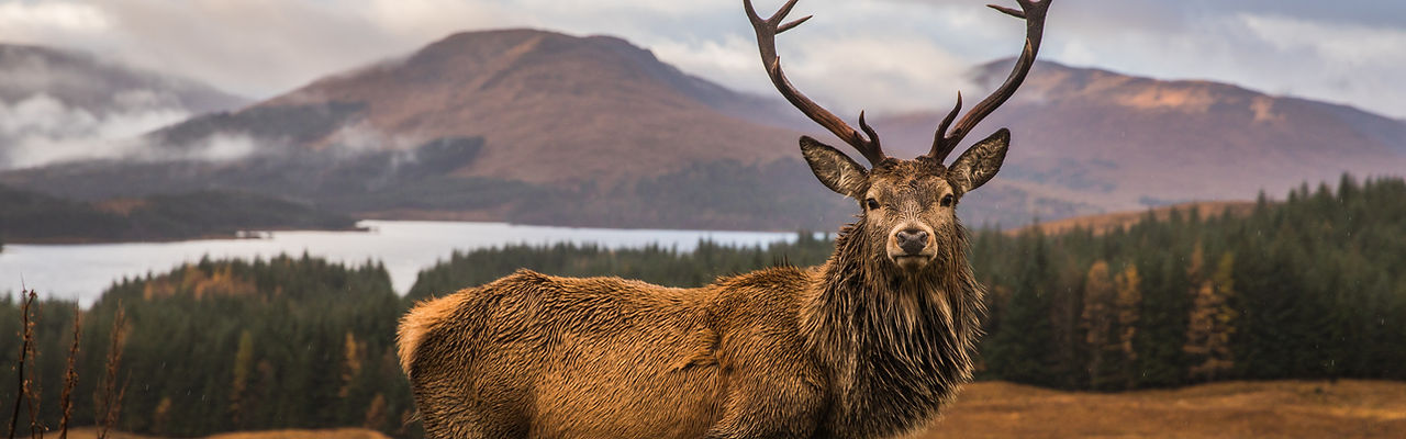 Wild Scottish Stag