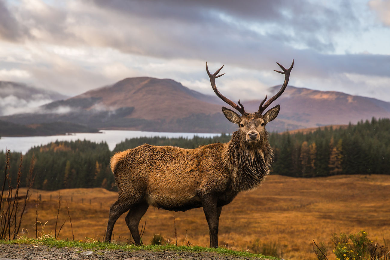 Wild Scottish Stag