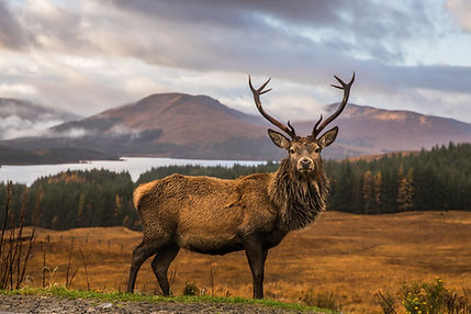 Majestic Deer Landscape