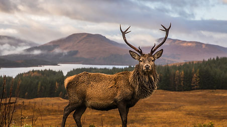 Wild Scottish Stag