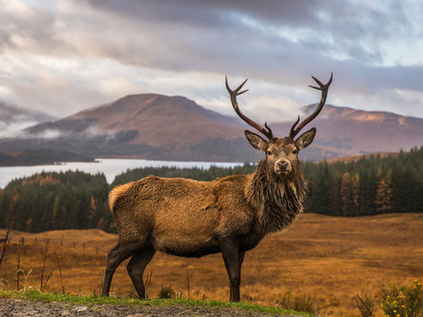 Unleash Your Adventurous Spirit in Scotland: 7 Reasons to Make it Your Next Destination