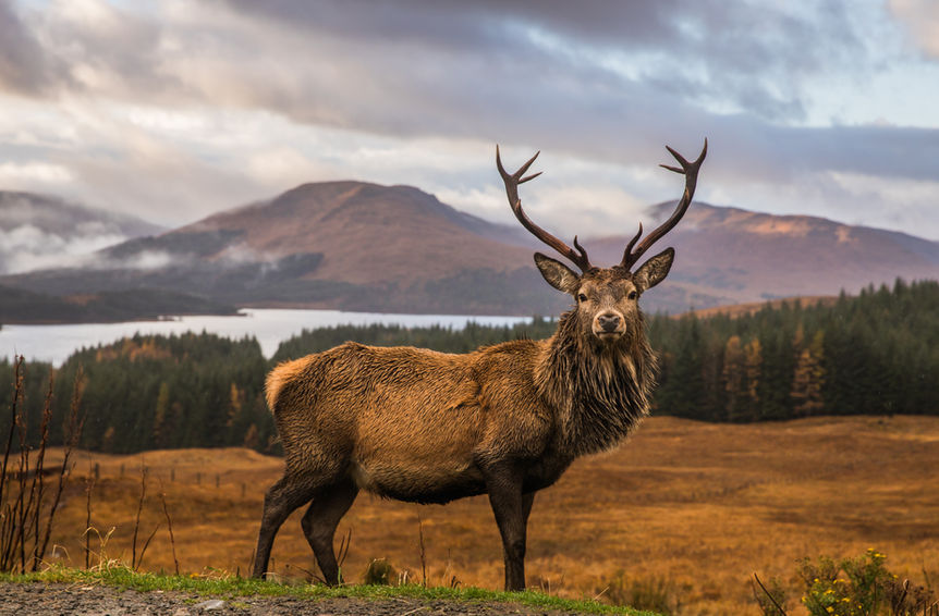 UK rolling countryside 