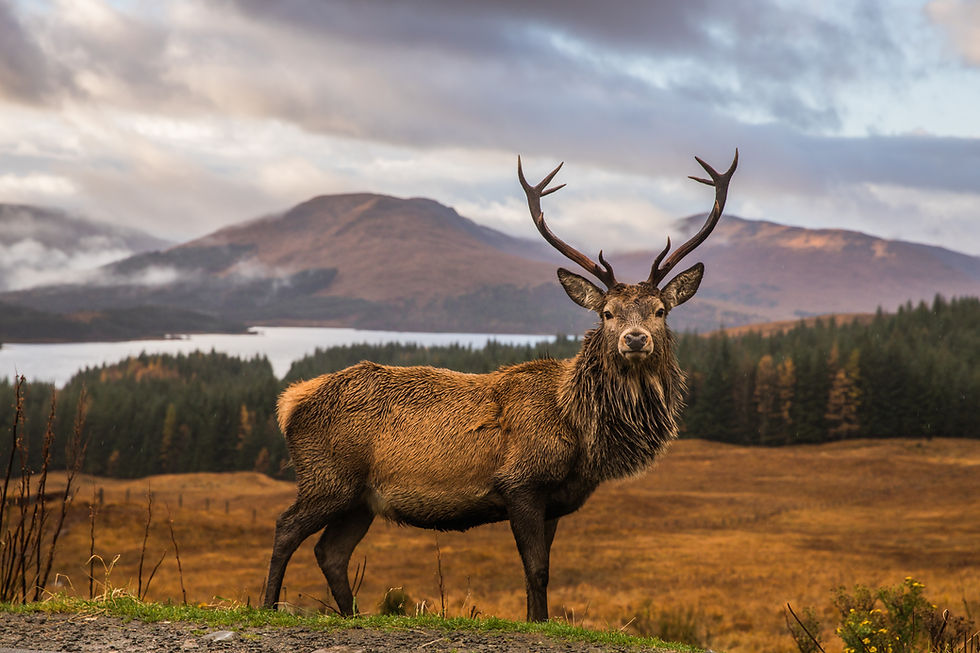 Red deer stag in the Scottish Highlands landscape