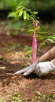 Planting a Tree