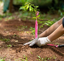 Planting a Tree