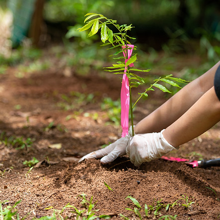 Planting a Tree