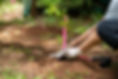Planting a Tree