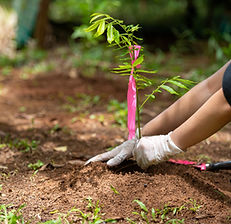 Planting a Tree