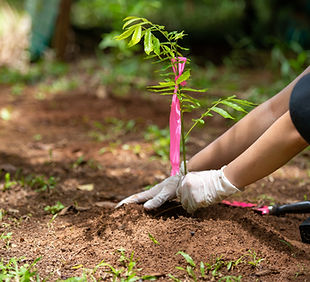 Planter un arbre