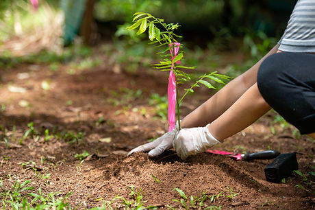 Close-up of hands planting a small tree in fresh soil, symbolizing HCS Land Management’s restoration mission.