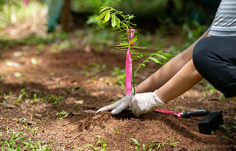 Arborist planting a tree