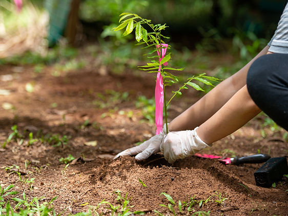 Planting a Tree