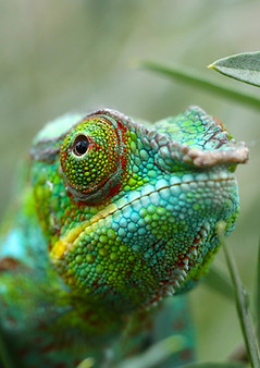 Close-Up Of Chameleon