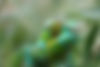 Chameleon