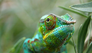 Close-Up Of Chameleon
