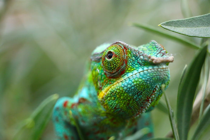Close-Up Of Chameleon
