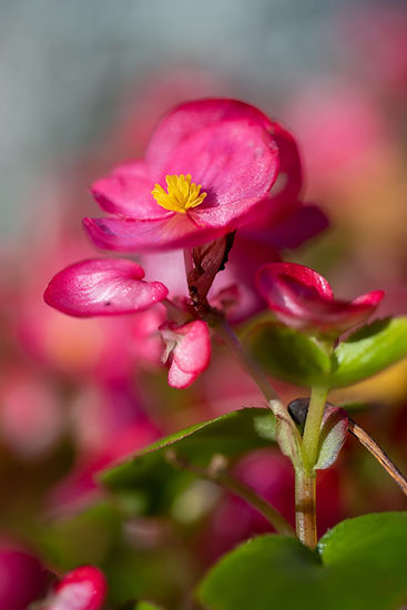 Begonia