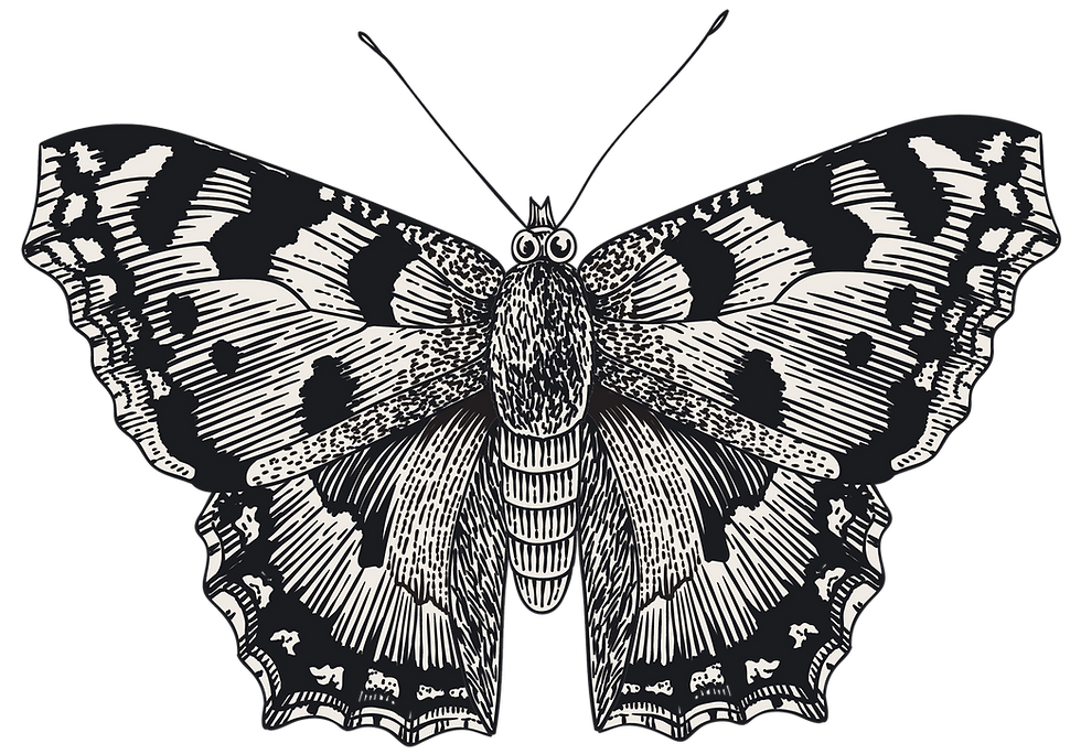 Black And White Butterfly