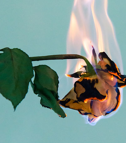 Burning Rose