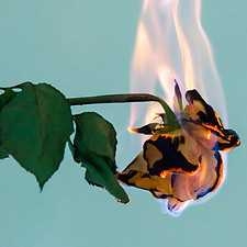 Burning Rose Close-Up